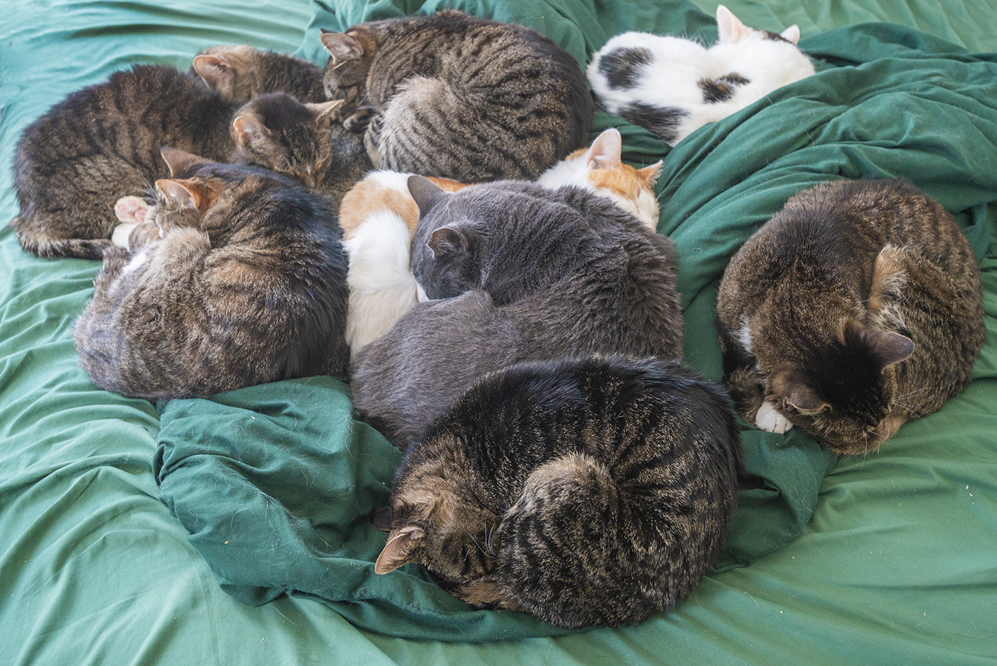 Senior Pet Home New York cat photo